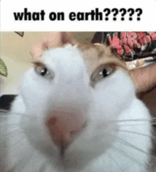 a close up of a cat 's face with the caption " what on earth "