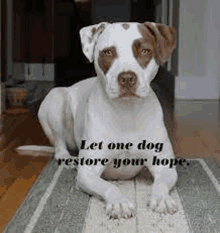 a brown and white dog is laying on a rug on the floor .