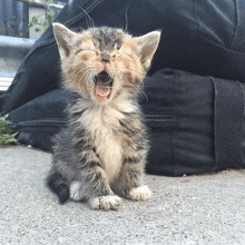 a small kitten with its mouth open is sitting on the ground