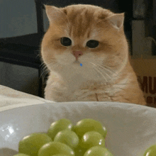 a cat is sitting in front of a bowl of green grapes