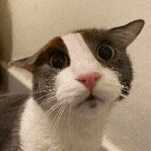 a close up of a cat 's face with a pink nose .