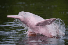 a pink dolphin is splashing water in the water