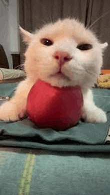 a white cat is laying on a table with an apple in its mouth .