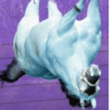 a horse is laying on its back on a purple surface