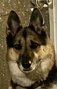 a close up of a dog 's face with a door knob in the background