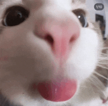 a close up of a cat 's nose with its tongue sticking out ..