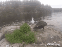 a seagull and a bald eagle are standing on a rock near a body of water with the words viralhog below them