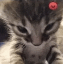 a close up of a kitten with an angry face on its head