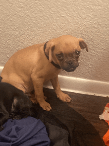 a small brown dog with a black collar is sitting on a blanket