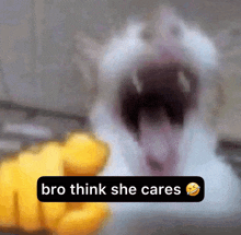 a picture of a cat with its mouth open and the words bro think she cares below it