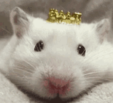 a close up of a hamster wearing a crown on its head .