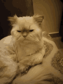 a fluffy white cat is laying on a blanket and looking at the camera