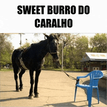 a horse standing next to a blue chair with the words sweet burro do caralho written above it