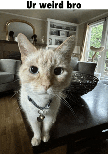 a cat sitting on a table with the caption ur weird bro above it