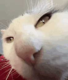 a close up of a white cat 's nose with green eyes