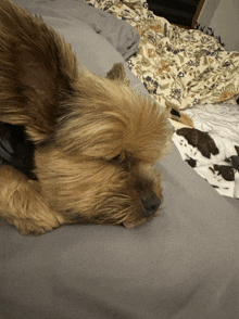 a small brown dog laying on a bed