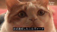 a close up of a cat 's face with a caption that says ' kritter klub '