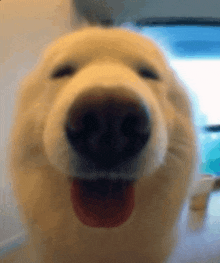 a close up of a dog 's nose with its tongue hanging out