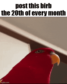 a red parrot with the words post this birb the 20th of every month written above it