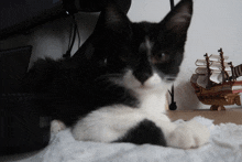 a black and white cat laying on a white towel