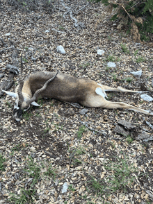 a dead antelope laying on a pile of leaves on the ground