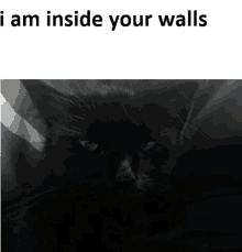 a picture of a black cat with the words i am inside your walls above it