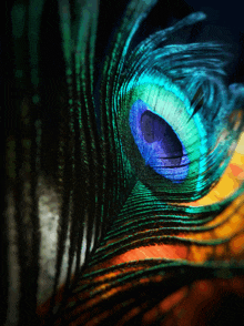 a close up of a peacock feather with a purple eye