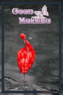 a red bird is standing on a rock with the words good morning above it