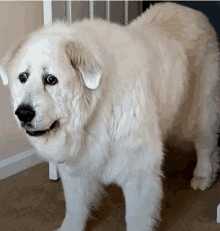 a white dog with a black nose is standing on a carpeted floor