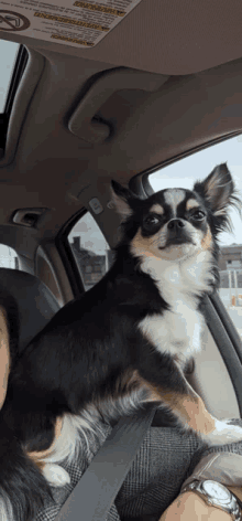 a small dog is sitting in a car with a warning sign on the visor