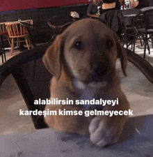 a puppy sitting in a chair with a caption that says alabilirsin sandaleyi