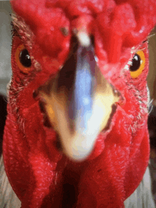 a close up of a rooster 's face with its mouth open