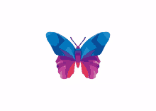 a colorful butterfly with blue and purple wings