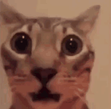 a close up of a cat 's face with its mouth open and big eyes .