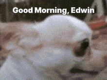 a white dog is laying down with the words good morning edwin written above it