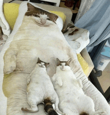 two cats laying on a pillow with a cat face on it