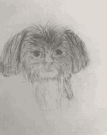 a pencil drawing of a shih tzu dog looking at the camera