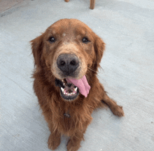 a brown dog with a pink tongue sticking out looking up at the camera