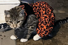 a cat wearing a leopard print dress is standing next to a bowl of food