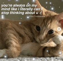 a cat is laying down with a caption that says you 're always on my mind