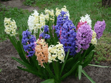 a bunch of different colored hyacinth flowers are growing in the dirt