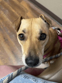 a close up of a dog with a leash on looking at the camera