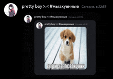 a picture of a dog with the words " pretty boy " on the top