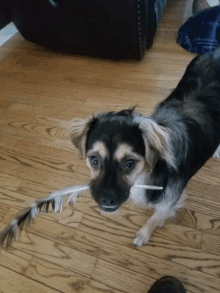 a dog with a feather in its mouth