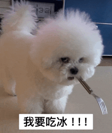 a small white dog is holding a fork in its mouth with the number 32 behind it