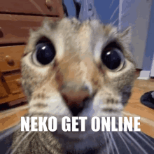 a close up of a cat 's face with neko get online written on the bottom