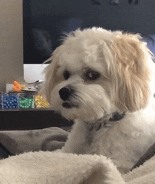 a small white dog is sitting on a blanket in front of a computer monitor