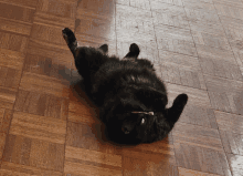 a cat laying on its back on a wooden floor