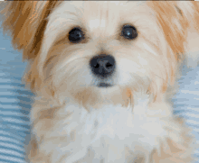 a small brown and white dog laying on a striped blanket