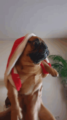 a brown dog wearing a santa hat is being held by someone